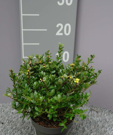 Ilex Crenata ‘Dark Green’