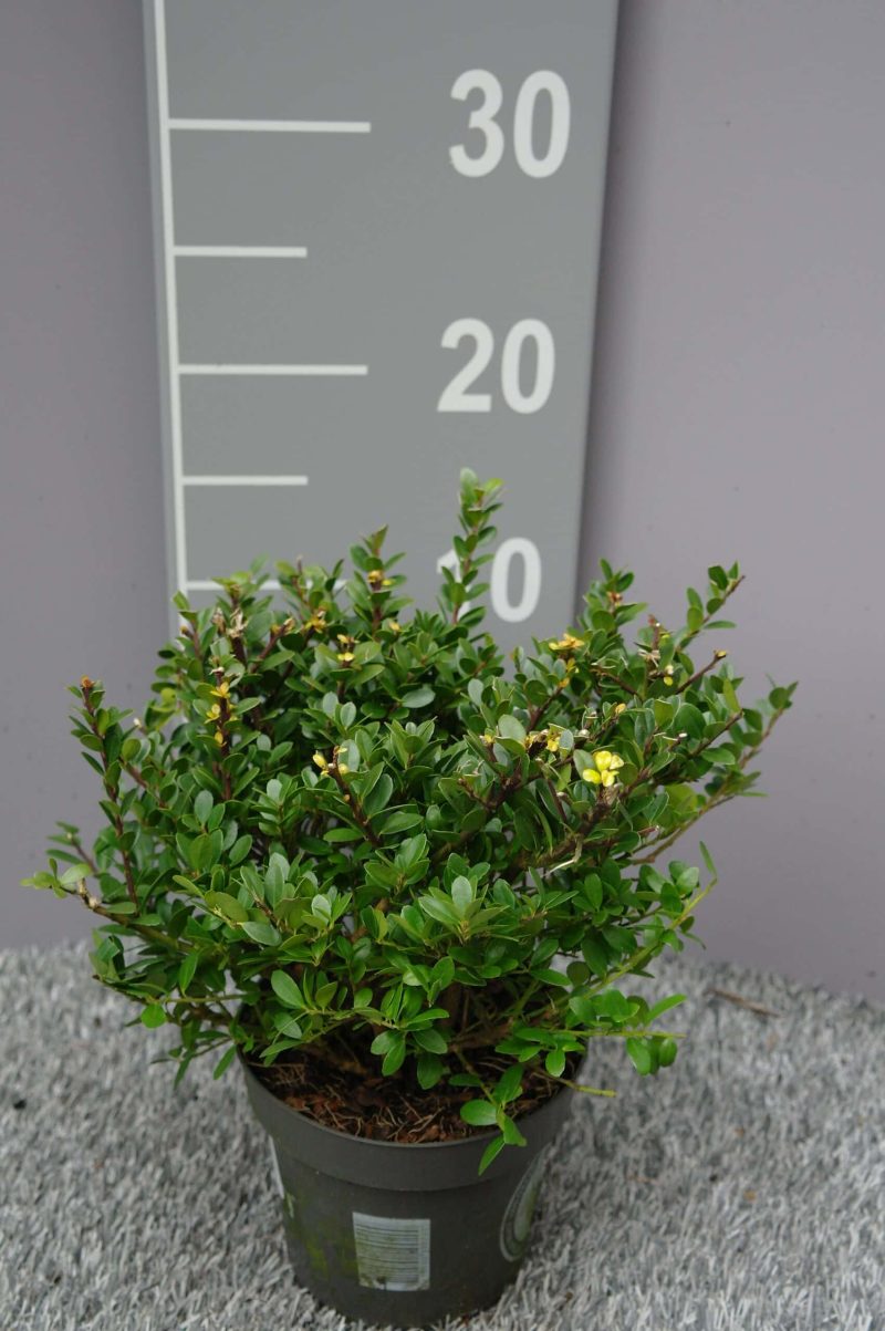 Ilex Crenata ‘Dark Green’