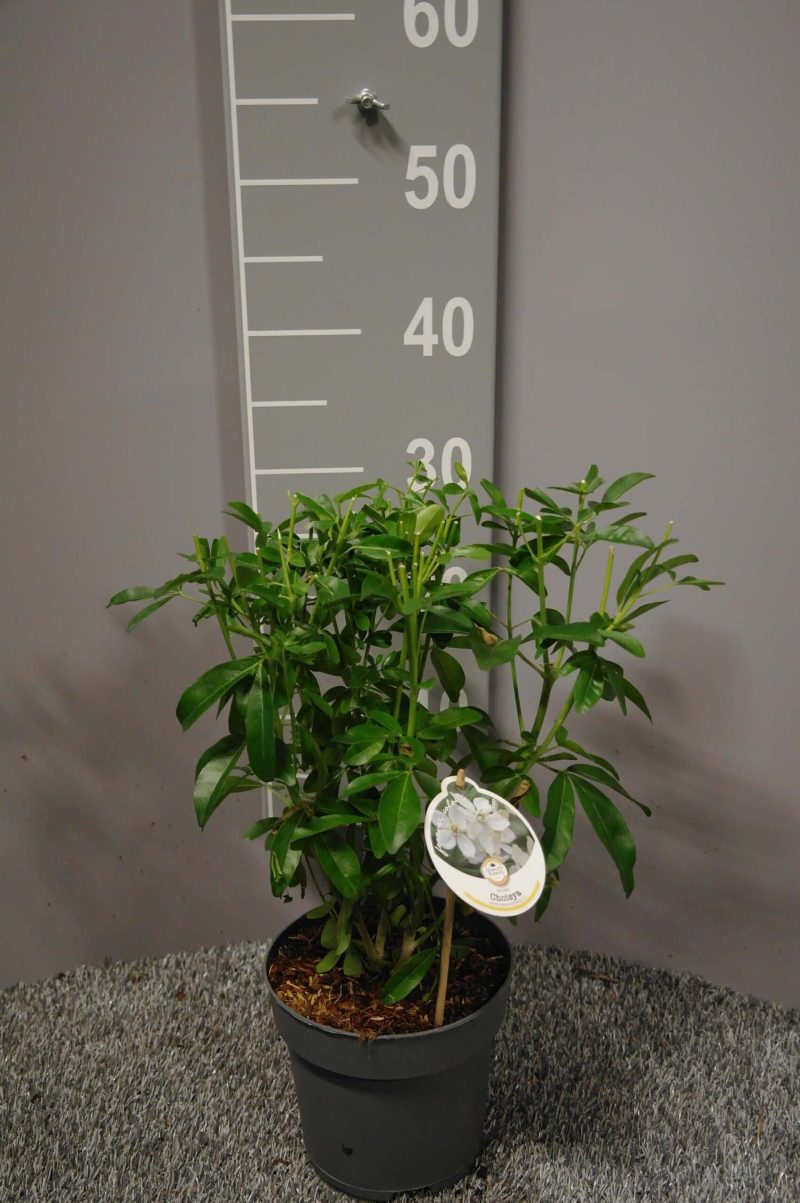 Choisya ternata