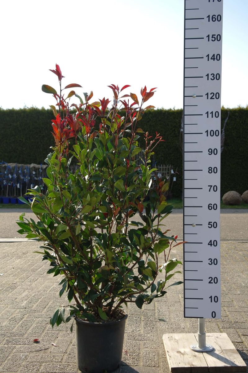 Photinia Red Robin