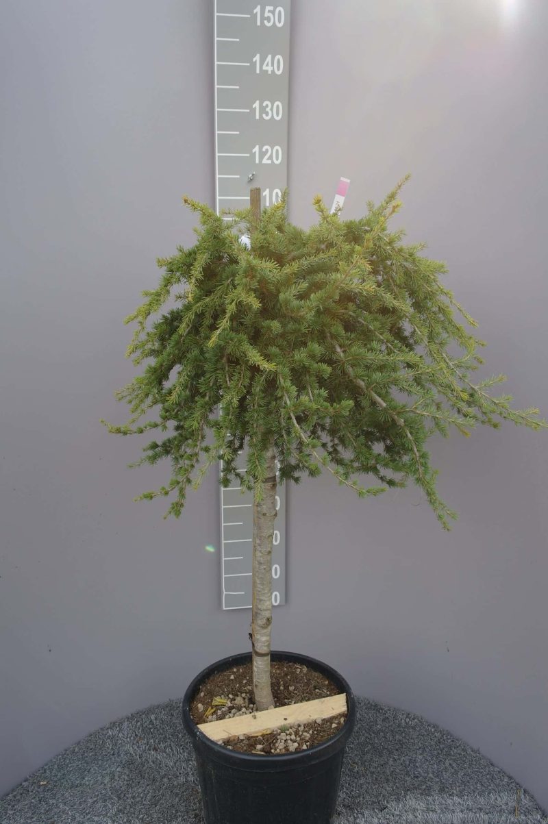 Cryptomeria Jap. 'Little Diamond'