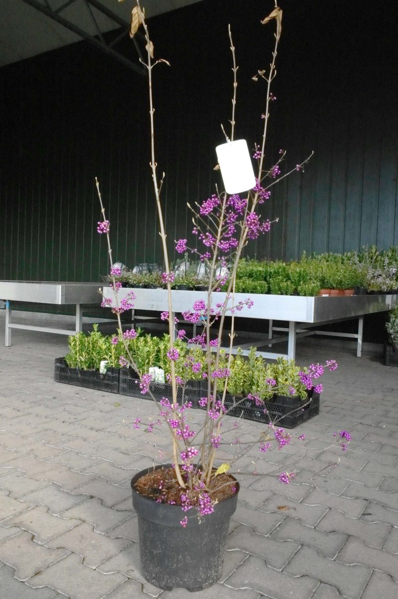Callicarpa Bod. 'Magical Snowstar' - Afbeelding 3