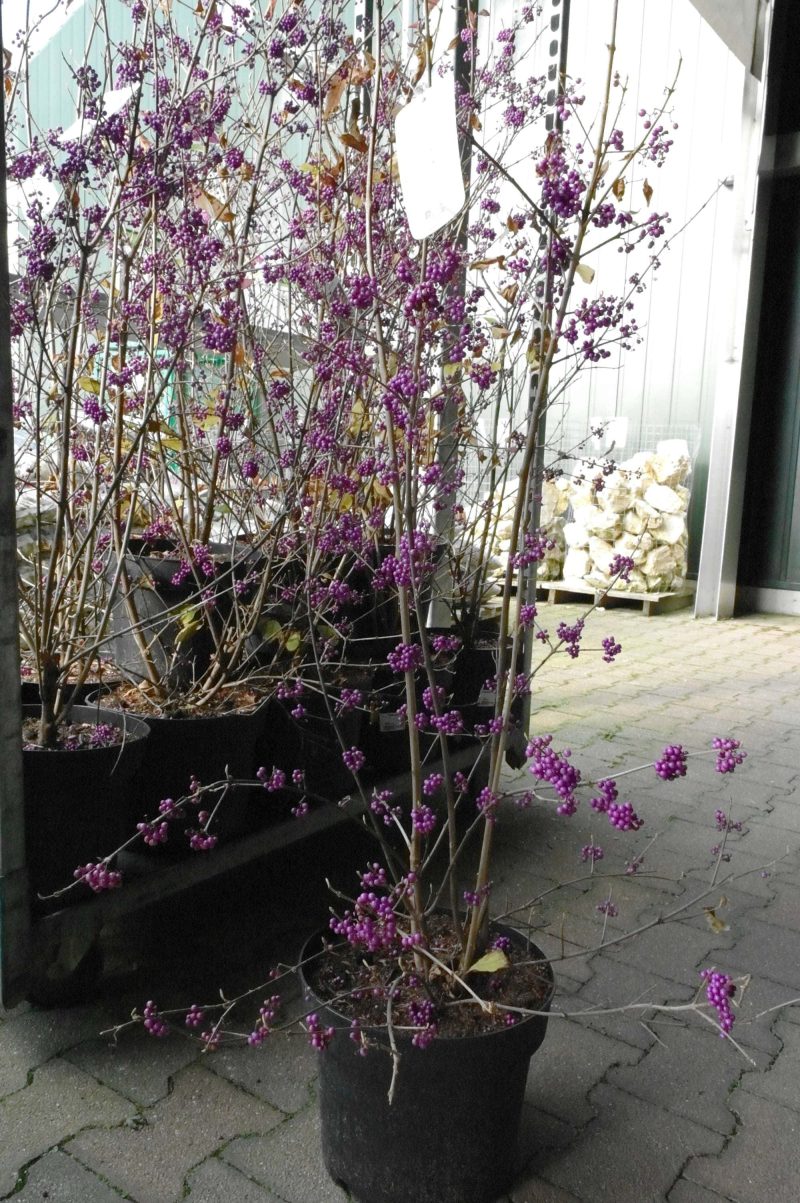 Callicarpa Bod. 'Magical Snowstar' - Afbeelding 4