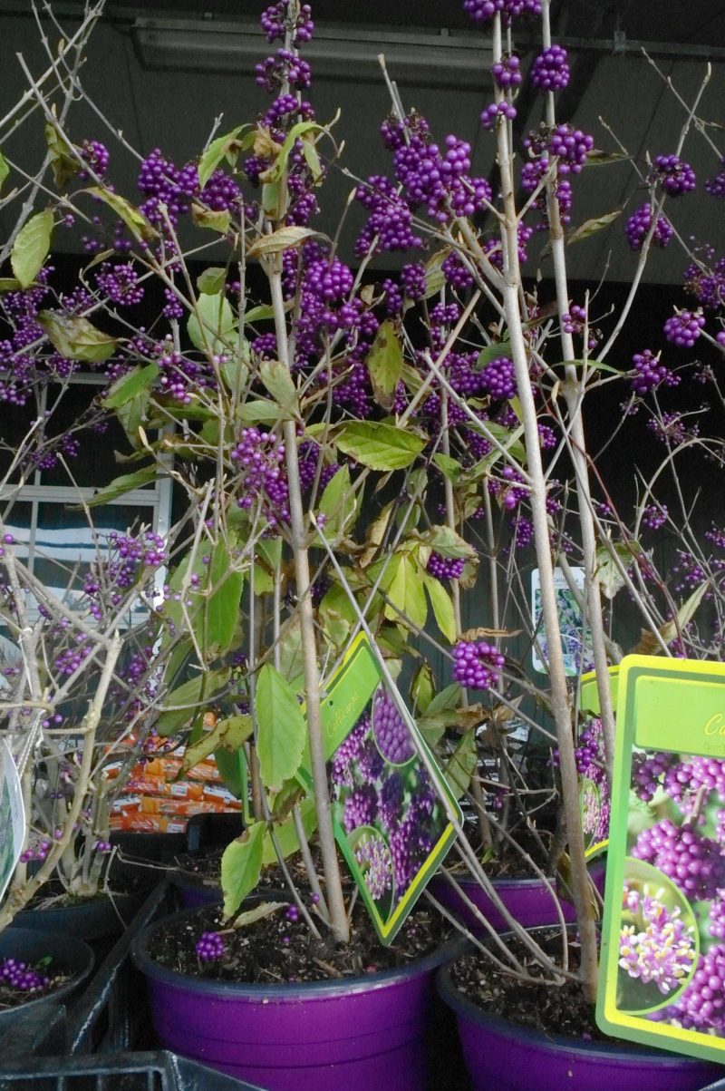 Callicarpa Bod. 'Magical Snowstar' - Afbeelding 2