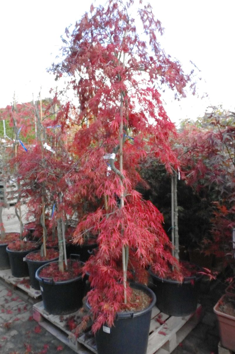 Acer Palmatum 'Inaba-Shidare' fountain - Afbeelding 3