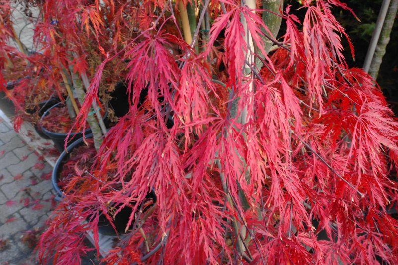 Acer Palmatum 'Inaba-Shidare' fountain - Afbeelding 4