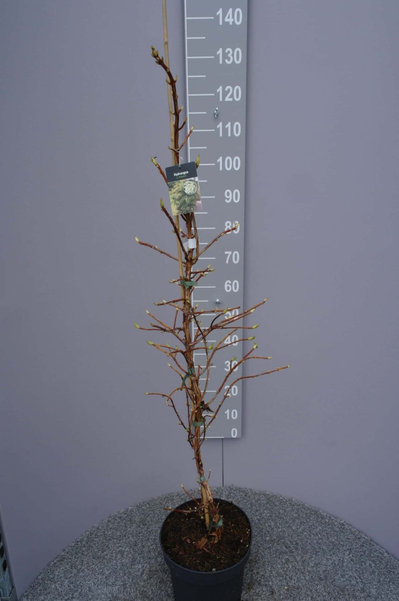 Hydrangea anomala petiolaris (Klimhortensia) - Afbeelding 3