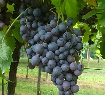 Vitis Vinifera 'Moscato d'Amburgo' - Druif