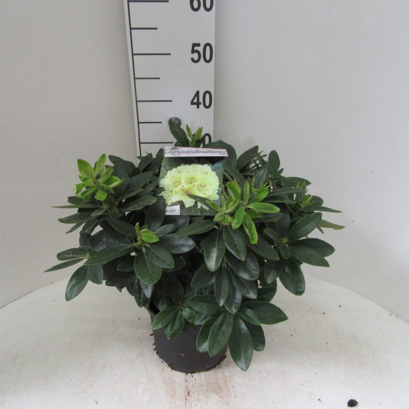 Rhododendron 'Saffrano' geel