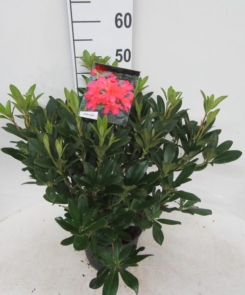 Rhododendron 'Scyphocalix' oranje-rood