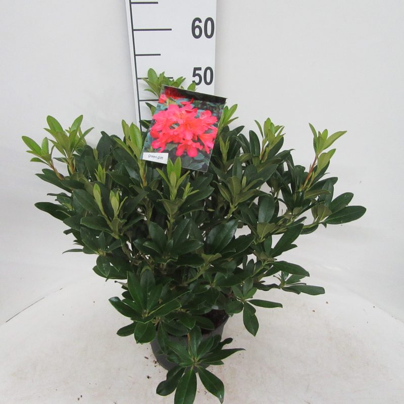Rhododendron 'Scyphocalix' oranje-rood