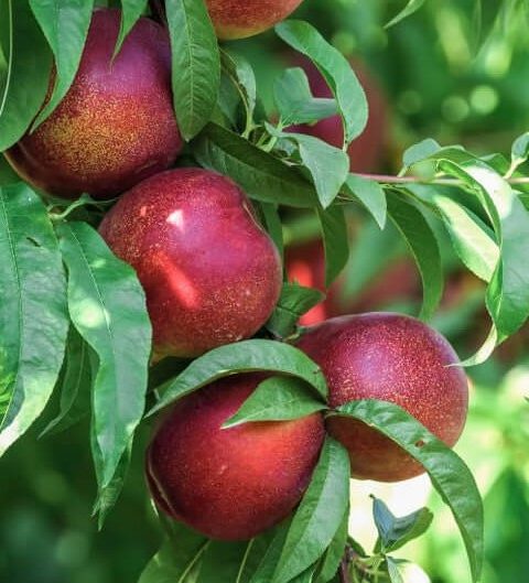 Prunus Nucipersica 'Snow Queen' - Nectarine