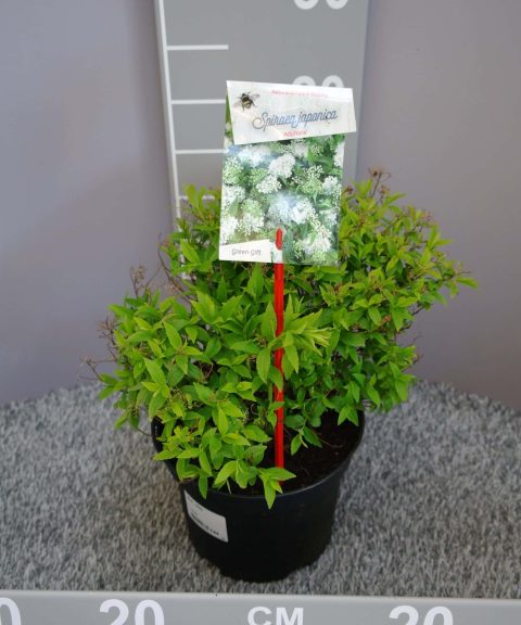 Spiraea Japonica 'Albiflora'