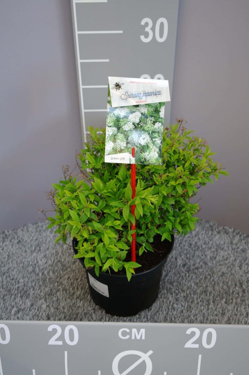 Spiraea Japonica 'Albiflora'
