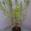 Spiraea thunbergii 'Fujino Pink'