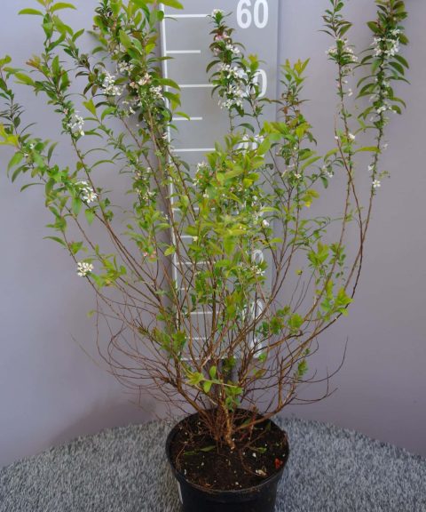 Spiraea thunbergii 'Fujino Pink'