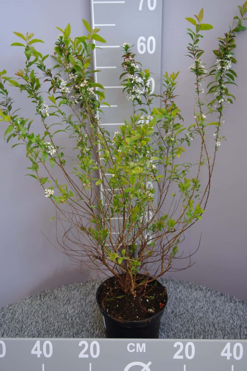 Spiraea thunbergii 'Fujino Pink'