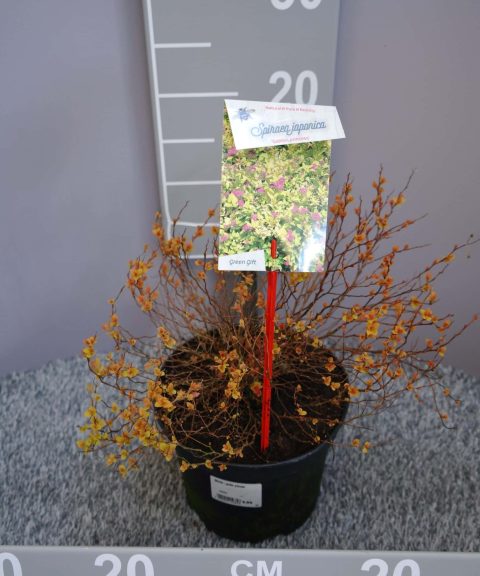 Spiraea japonica 'Golden Princess'