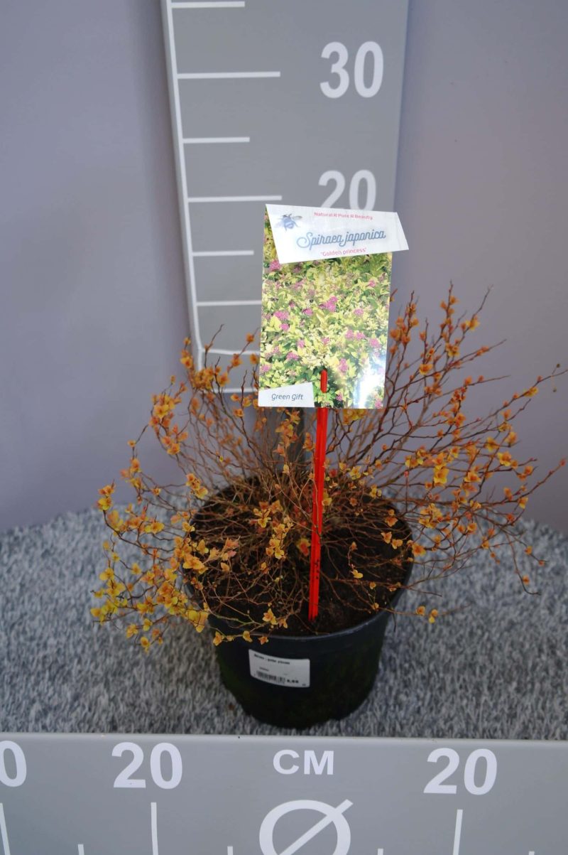 Spiraea japonica 'Golden Princess'