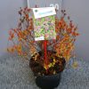Spiraea Bumalda 'Goldflame'