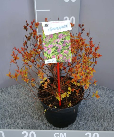Spiraea Bumalda 'Goldflame'