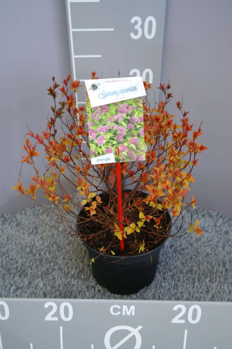 Spiraea Bumalda 'Goldflame'