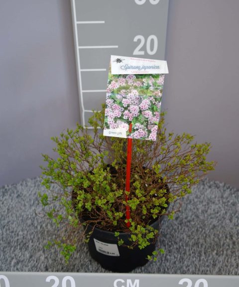 Spiraea Japonica 'Little Princess'