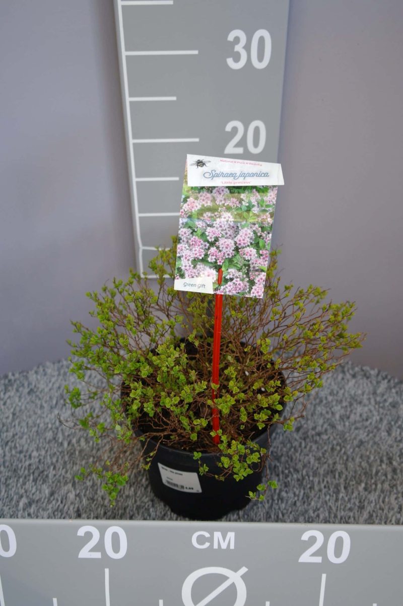 Spiraea Japonica 'Little Princess'