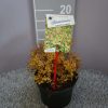 Spiraea Japonica 'Sparklink Carpet'®