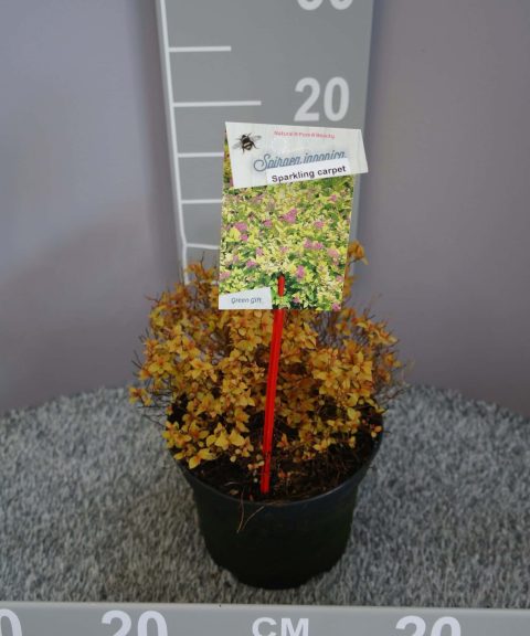 Spiraea Japonica 'Sparklink Carpet'®