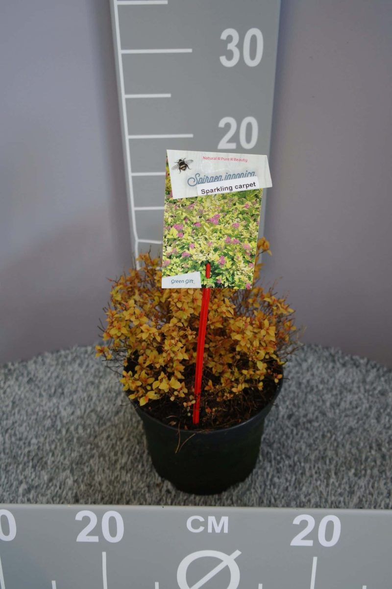 Spiraea Japonica 'Sparklink Carpet'®