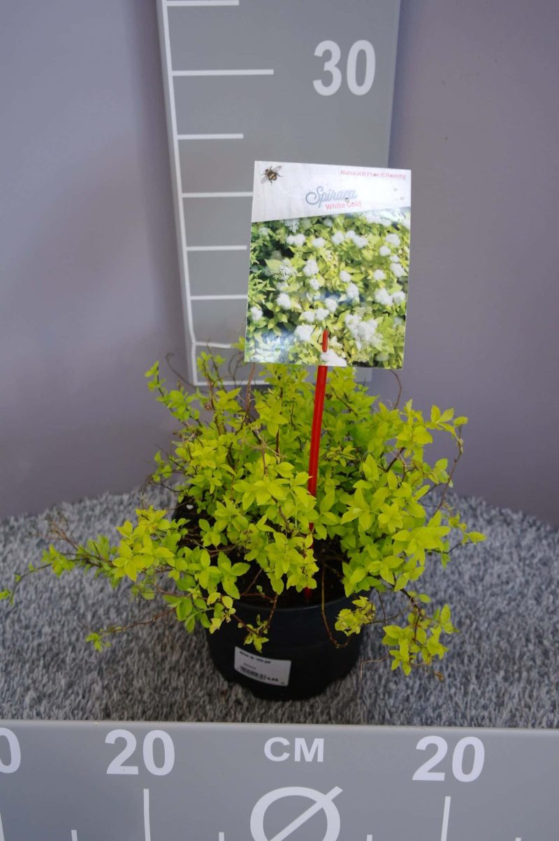 Spiraea Japonica 'White Gold'®