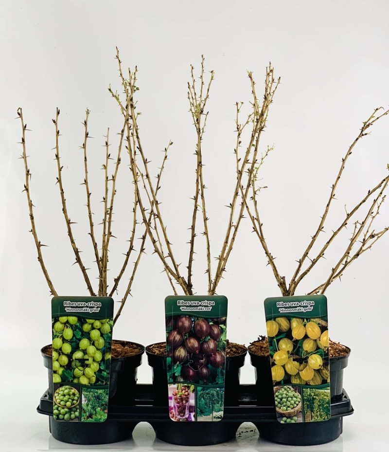 Ribes uva-crispa 'Hinnonmaki rood - rode kruisbes - Afbeelding 2
