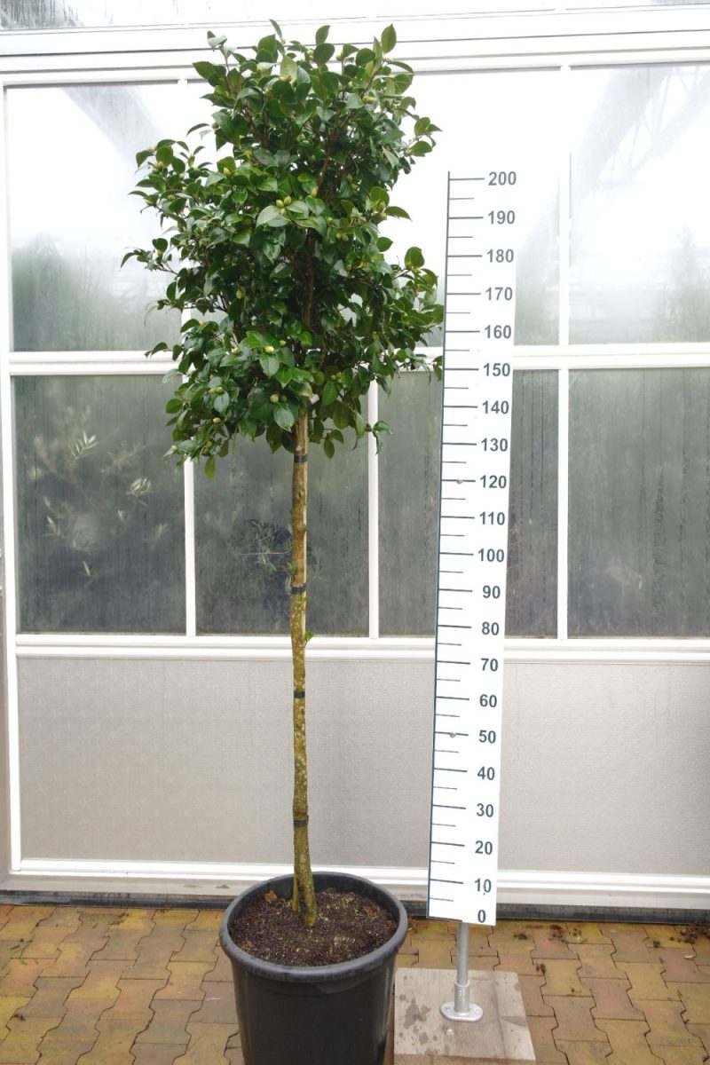 Camellia Japonica 'Alba Plena' - Camellia op stam