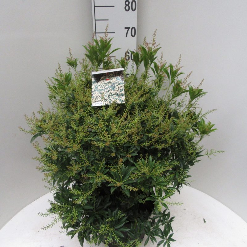 Pieris taiwanensis