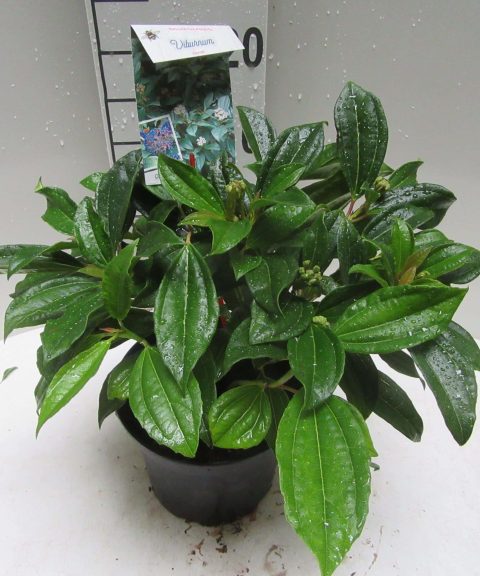Viburnum Davidii