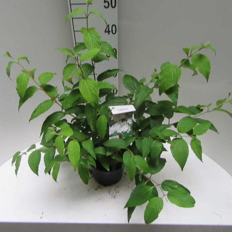 Viburnum Plicatum 'Kilimanjaro'®