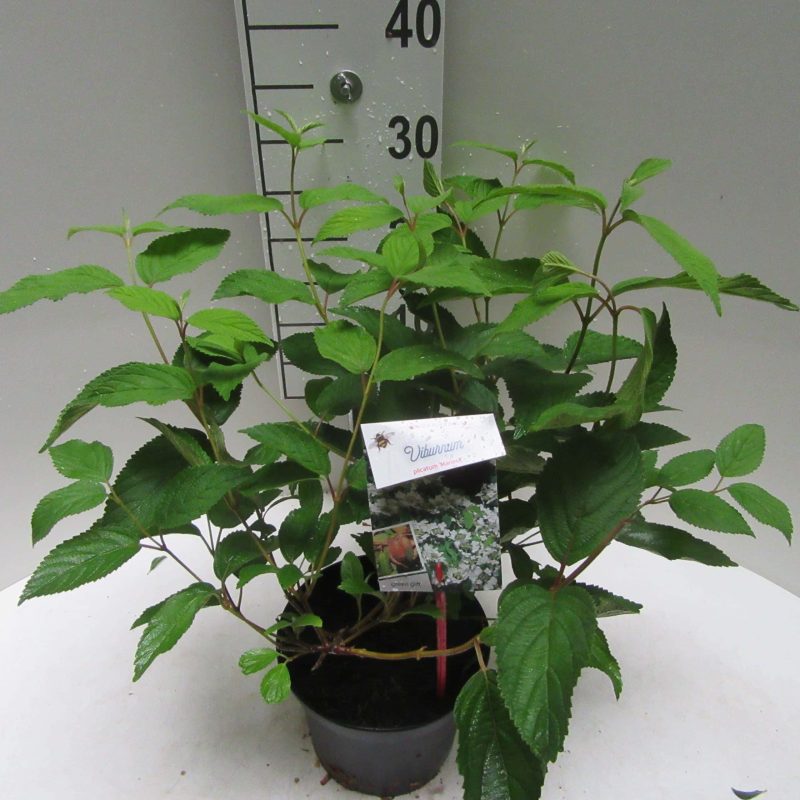 Viburnum Plicatum 'Mariesii'