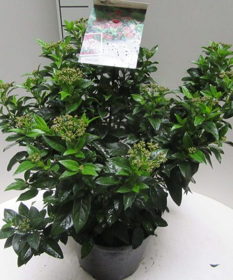 Viburnum Tinus