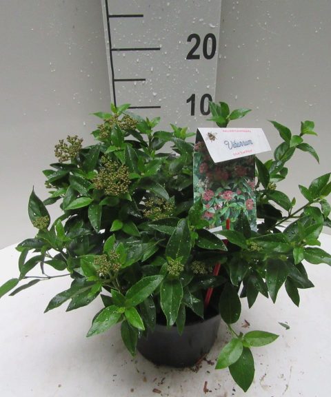 Viburnum Tinus 'Eve Price'