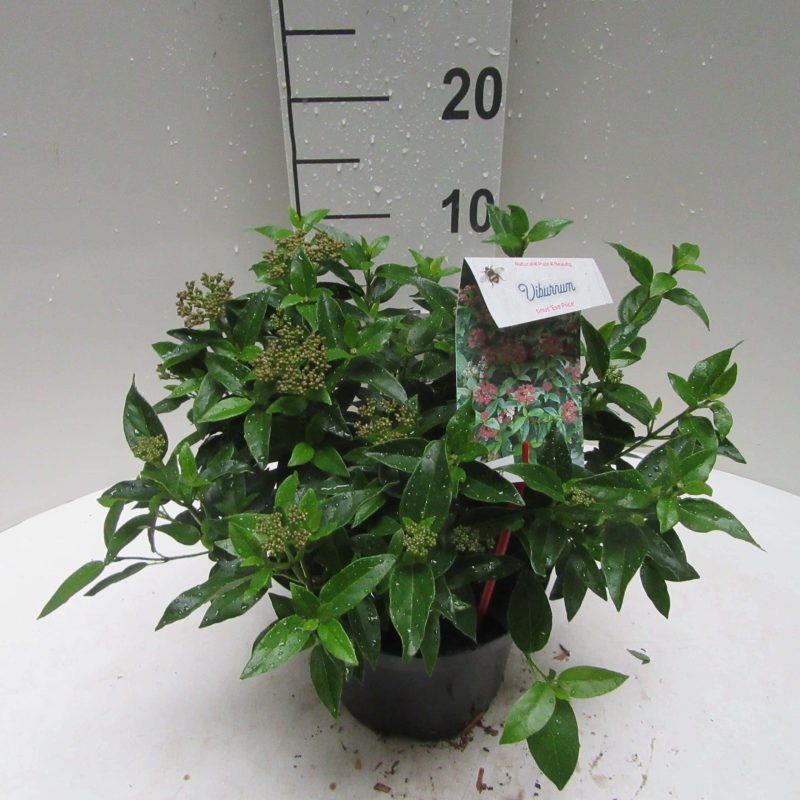 Viburnum Tinus 'Eve Price'