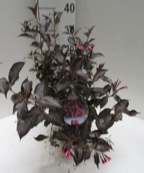 Viburnum Tinus 'Spirit'