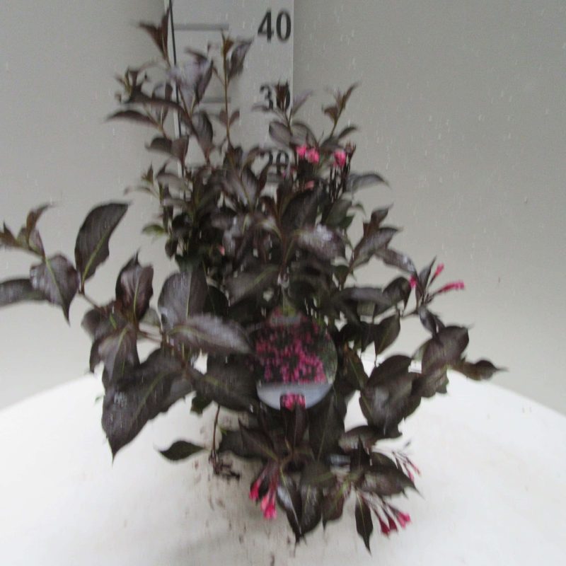 Viburnum Tinus 'Spirit'