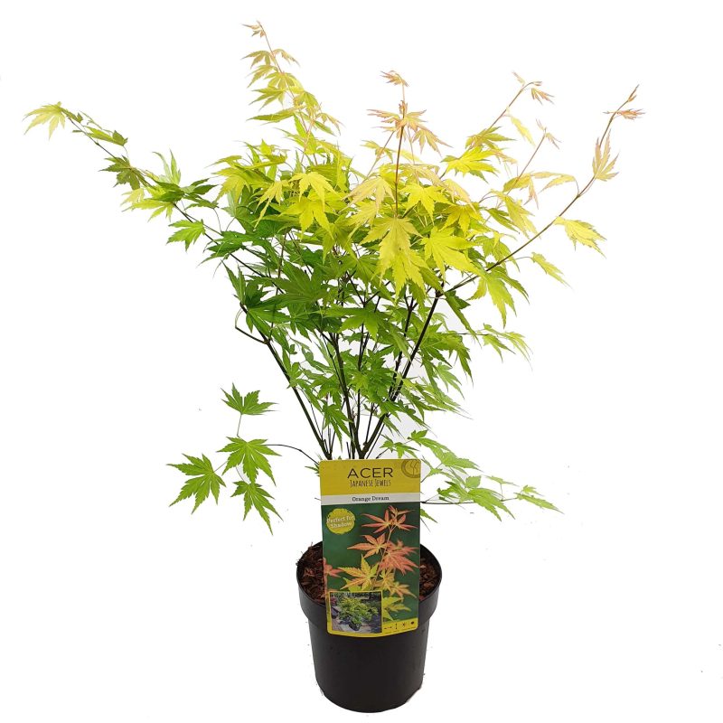 Acer Palmatum 'Orange dream'