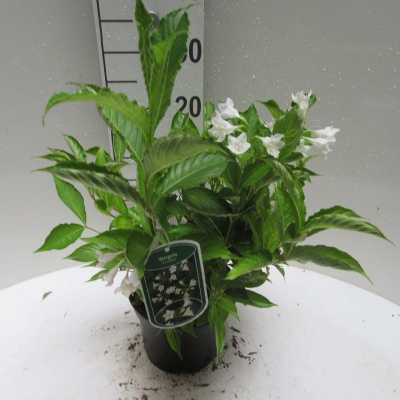 Weigela 'Candida' - Afbeelding 2