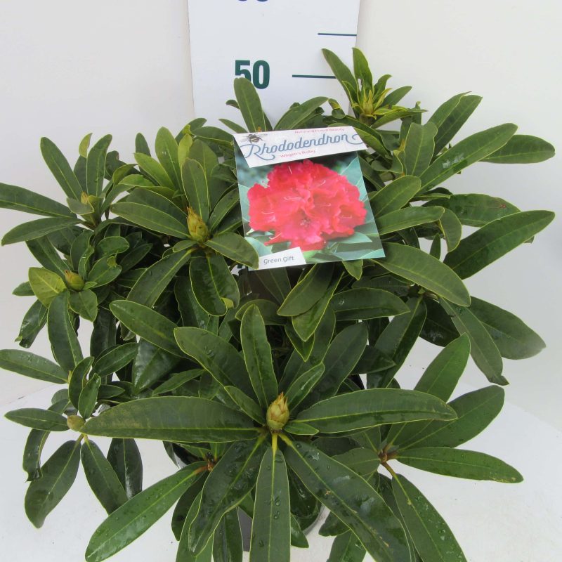 Rhododendron 'Wilgen's Ruby' rood