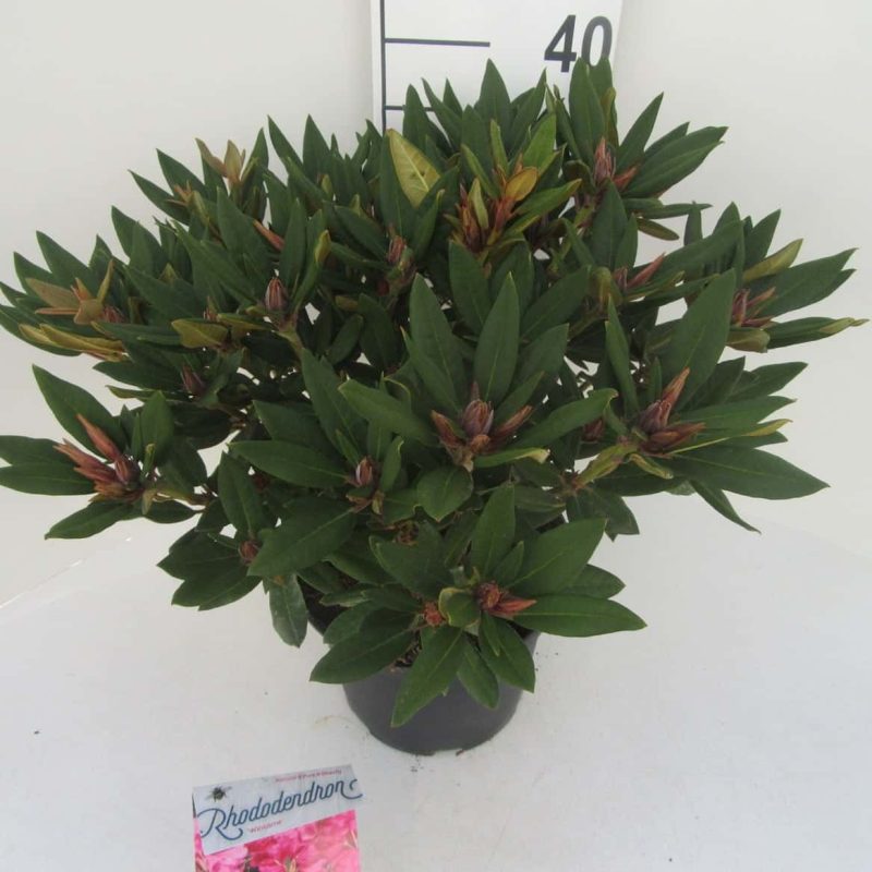 Rhododendron 'Winsome' rood