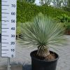 Yucca Rostrata