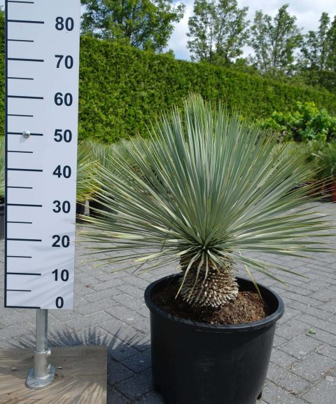 Yucca Rostrata