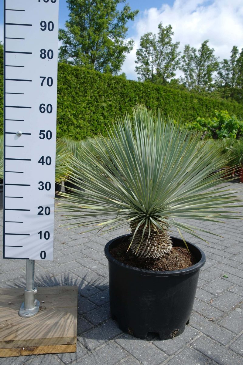 Yucca Rostrata